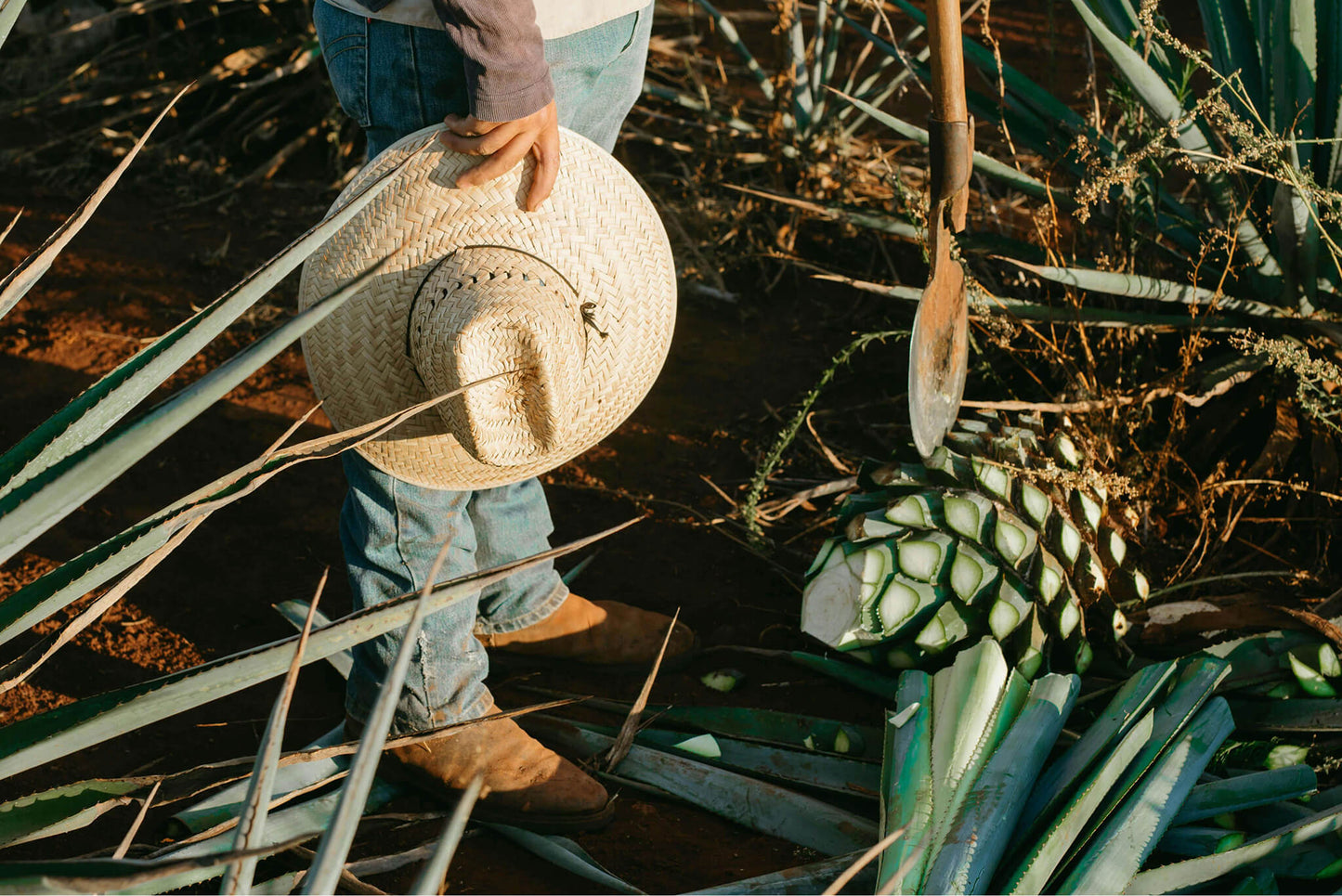 Tequila Jalisco