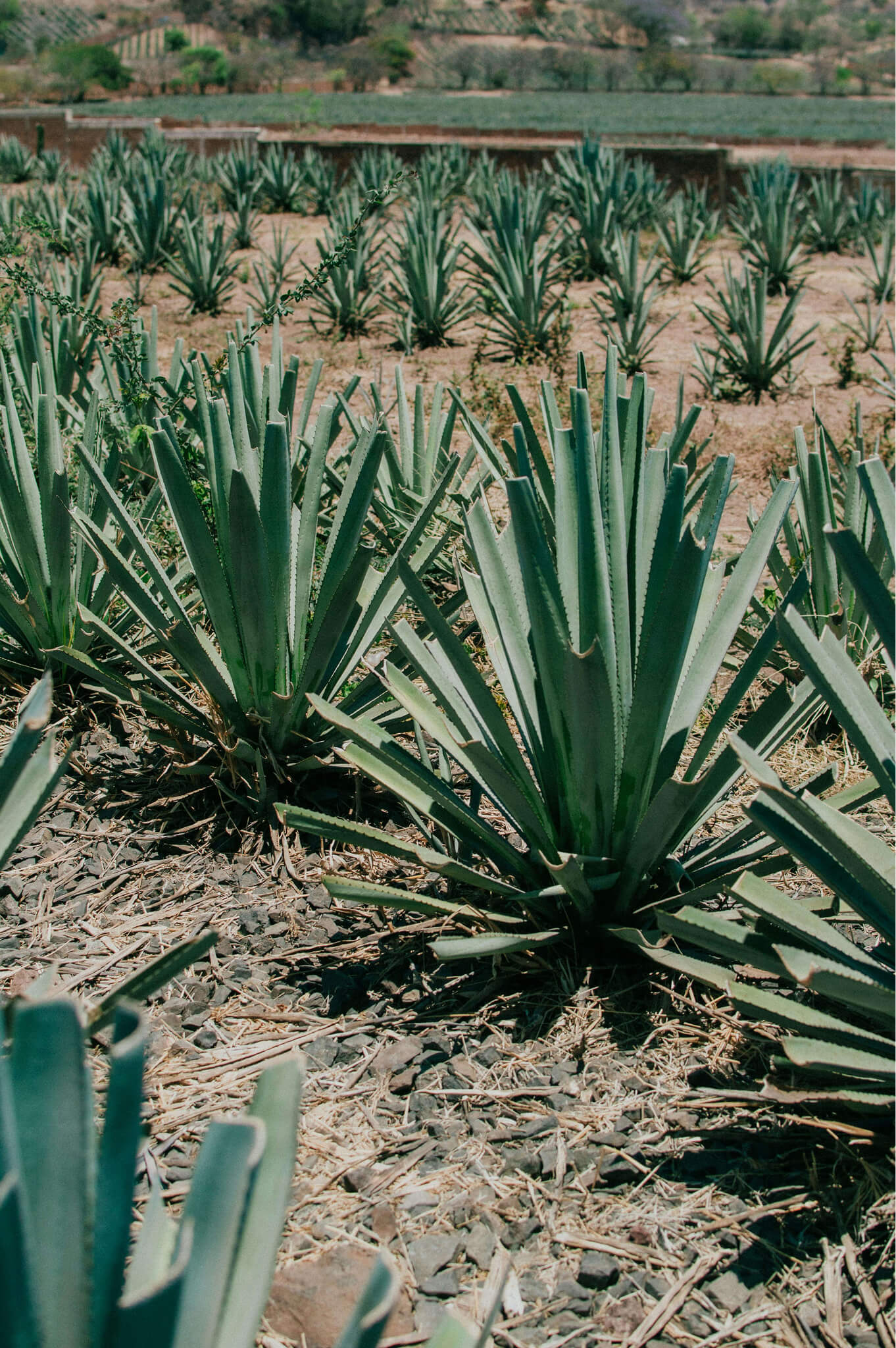 Tequila Jalisco